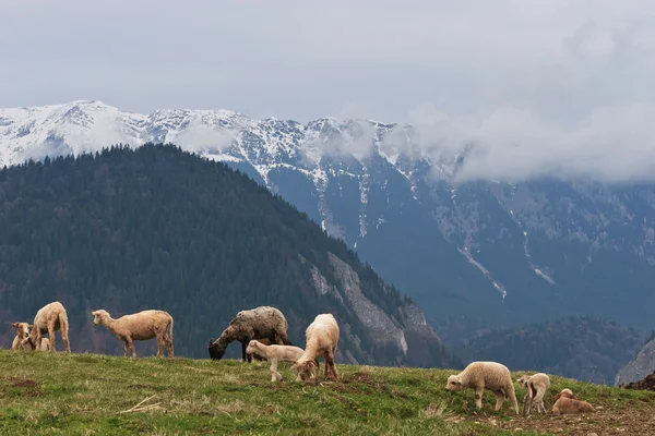 羊牧场 — 图库照片