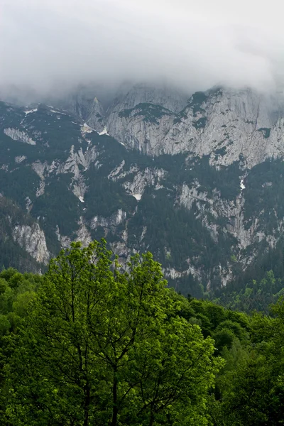Ліс, гори і хмари — стокове фото