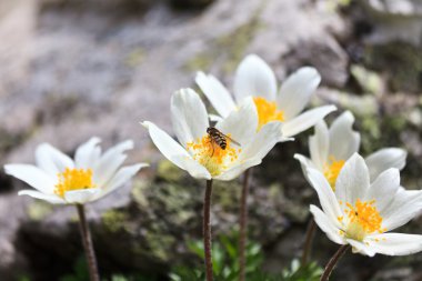 dağ çiçekleri