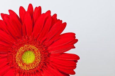 Kırmızı gerbera papatya