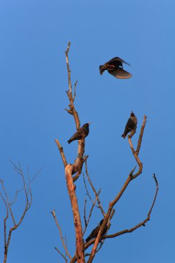 Sığırcık kuşu (sturnus vulgaris)