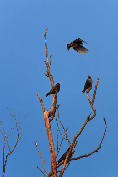 Starlings 조류 (sturnus vulgaris) — 스톡 사진