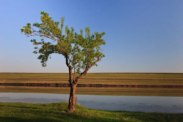 Un singur copac — Fotografie, imagine de stoc