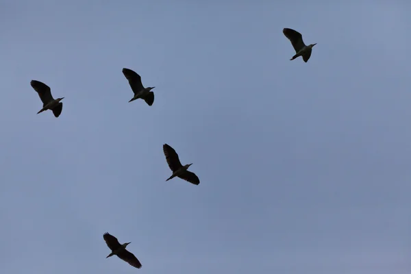 Aves en vuelo — Foto de Stock