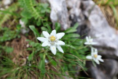 Edelweiss.