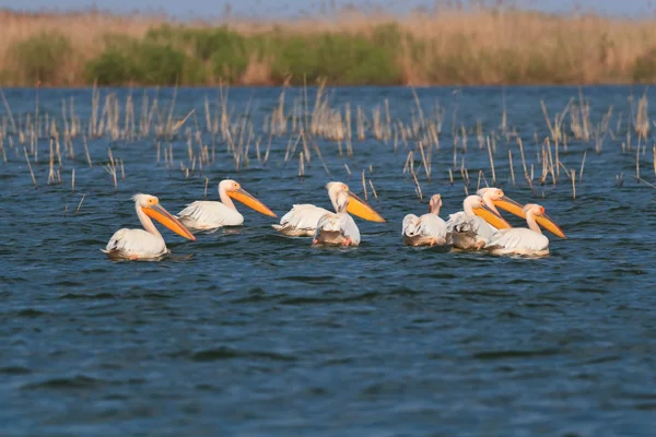 Pélicans dans le delta du Danube — Photo