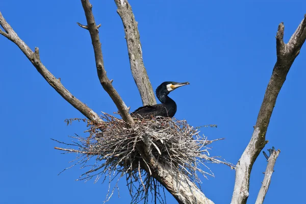 Cormorán (phalacrocorax carbo) en el nido —  Fotos de Stock