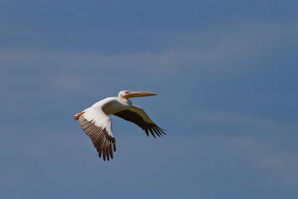 Beyaz pelikan (Pelecanus onocrotalus) — Stok fotoğraf
