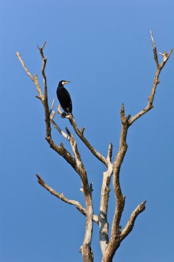 Karabatak (phalacrocorax carbo)