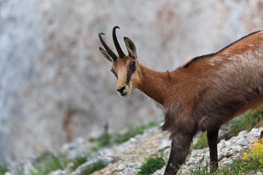 Chamois (Rupicapra Carpatica)