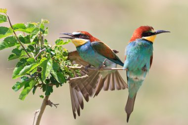 Avrupa arı yiyici (Merops apiaster))