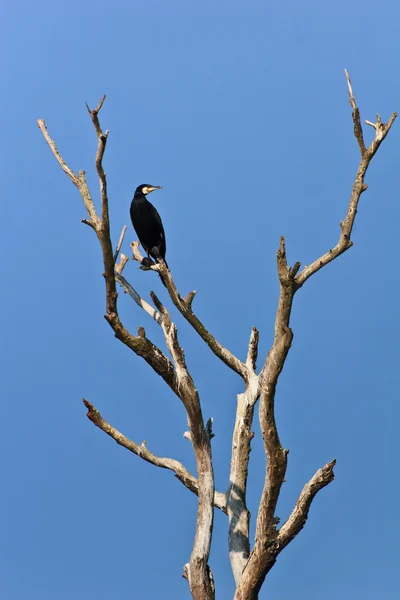 Cormoran (Phalacrocorax Carbo ) — Photo