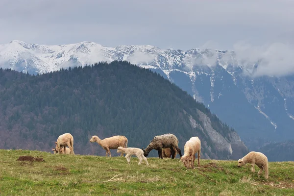 羊牧场 — 图库照片