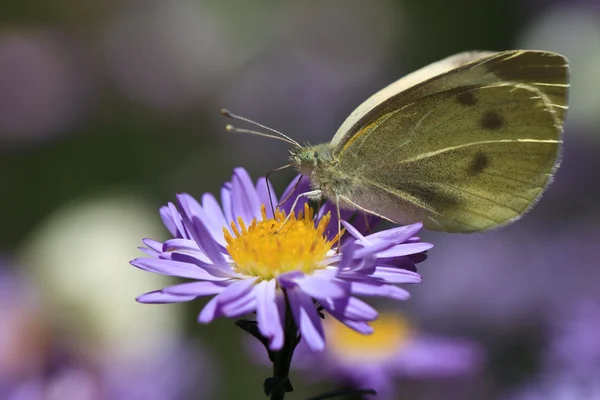 stock image Butterfly feeding on purple flower