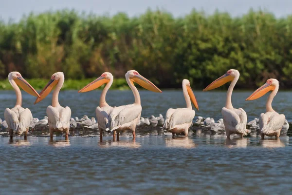 Witte pelikanen (pelecanus onocrotalus) — Stockfoto