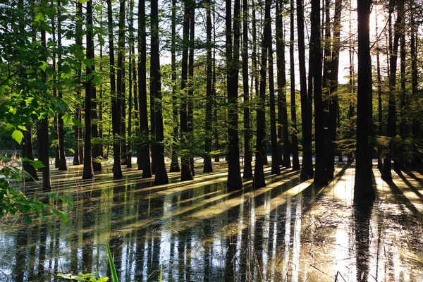 Översvämmad skog — Stockfoto