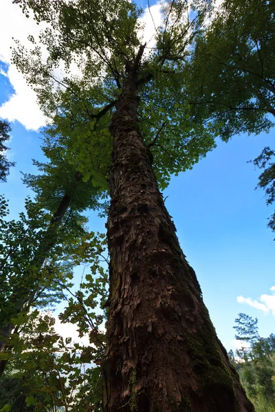 Uma árvore velha — Fotografia de Stock