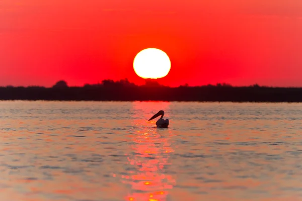 Sonnenaufgang im Donaudelta — Stockfoto