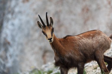 Chamois (Rupicapra Carpatica)