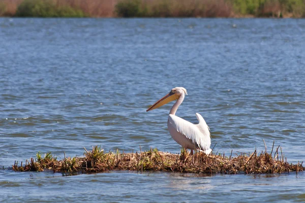 Pelícano en el delta del Danubio — Foto de Stock