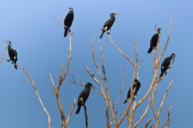 Karabatak (phalacrocorax carbo)