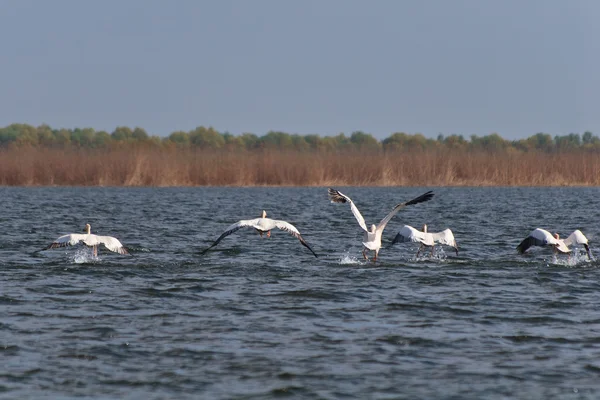 Pelicani in volo — Foto Stock