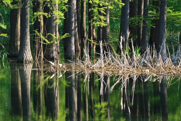 Agua del bosque — Foto de Stock