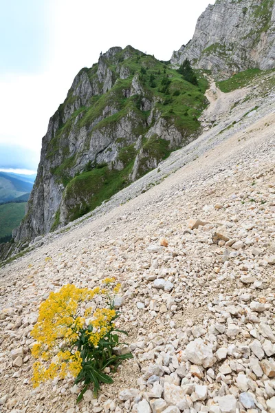 Bir dağ yamacında bitki — Stok fotoğraf