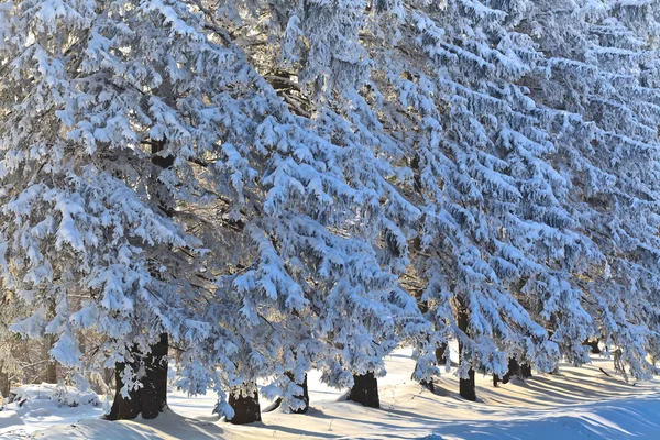 与冬季的松树森林 — Φωτογραφία Αρχείου