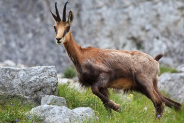 Chamois (Rupicapra Carpatica)