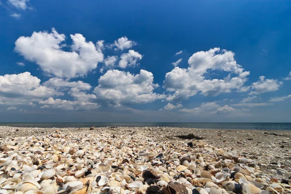 Пляж раковин — стоковое фото