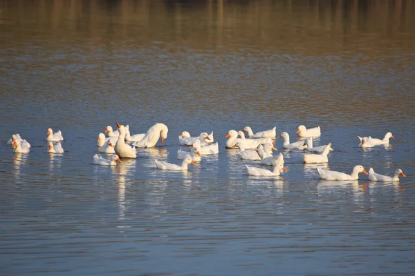 Geese on the lake — Stock Photo, Image