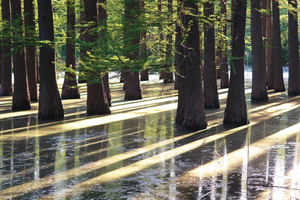 Floresta inundada — Fotografia de Stock