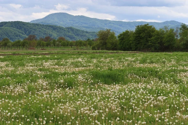 stock image Field of dandelion