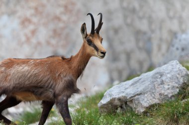 Chamois (Rupicapra Carpatica)