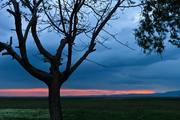 Δέντρο στο ηλιοβασίλεμα — Φωτογραφία Αρχείου
