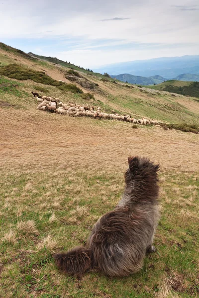 Охороняти овець — стокове фото