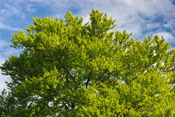 Copac verde — Fotografie, imagine de stoc
