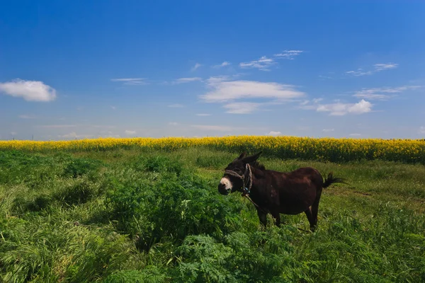 Der Esel auf der Weide — Stockfoto