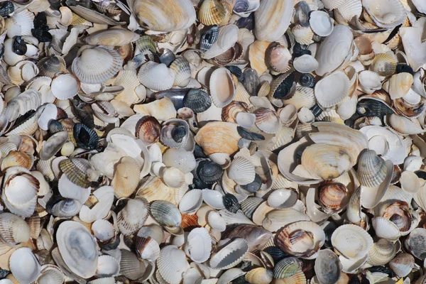A lot of shells — Stock Photo, Image