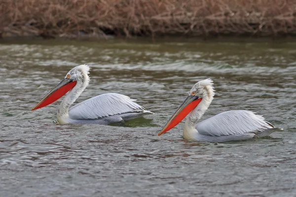 Dalmaçyalı Pelikan (pelecanus crispusDalmaçyalı Pelikan (pelecanus crispus). vahşi hayvan) — Stok fotoğraf