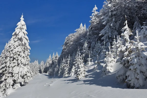Floresta com pinheiros no inverno — Fotografia de Stock