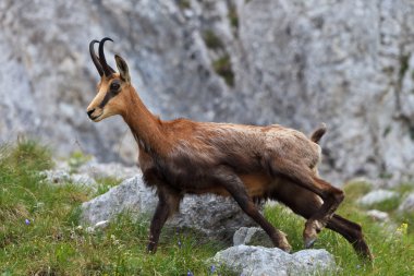 Chamois (Rupicapra Carpatica)