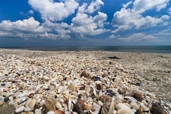 Shells beach — Stock Photo, Image