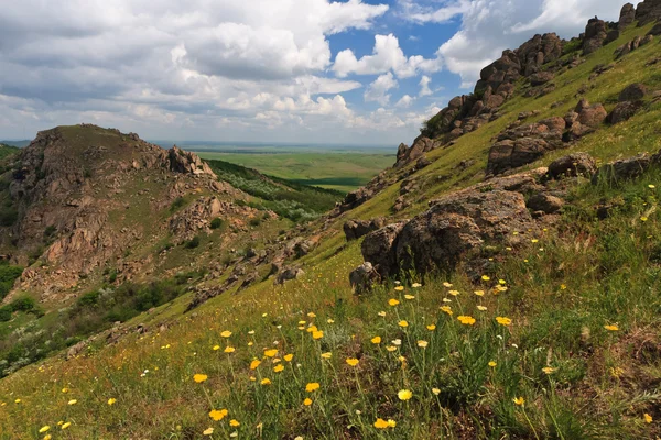 Гірські квіти — стокове фото