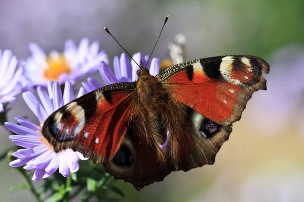 stock image Butterfly feeding on purple flower