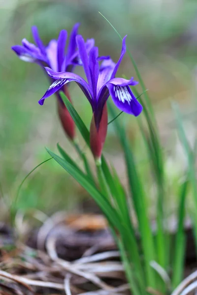 Iris de montagne — Photo