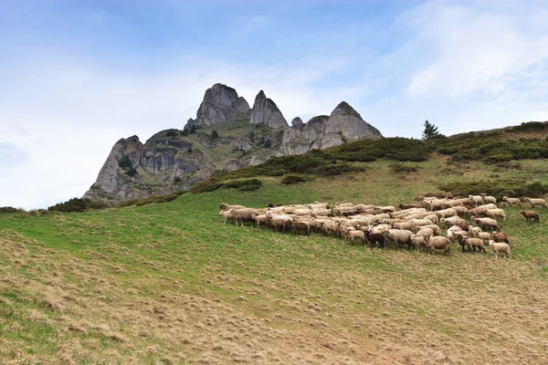 Bir koyun sürüsü. — Stok fotoğraf
