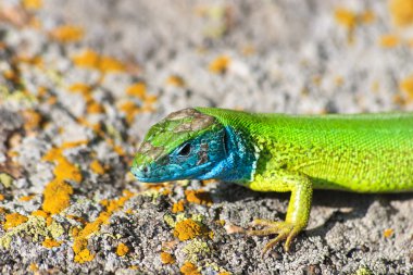 Yeşil Kertenkele - Lacerta viridis