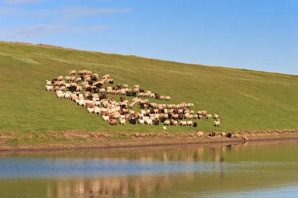 Gregge di pecore — Foto Stock